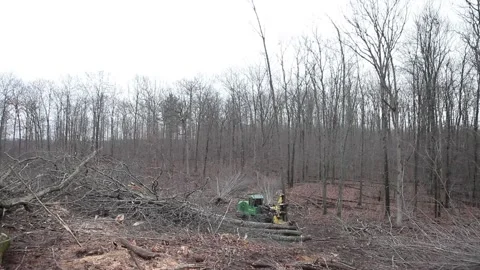 Forestry Tree Removing Machine Stock Footage 172265080