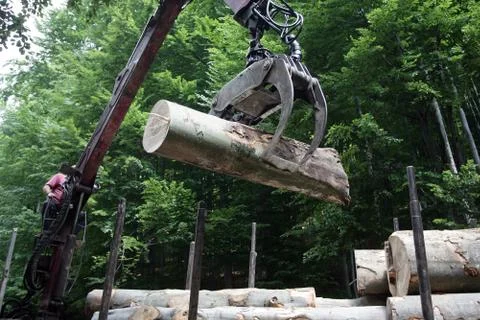 Forestry tree workers in the loading of logs with a crane Stock Photos