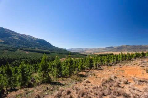Forestry Trees Landscape Stock Photos