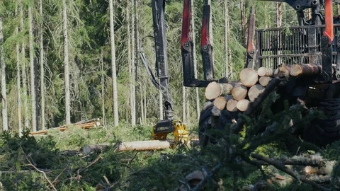 Forestry truck loading logs in forest. Destruction pine forest. Deforestation Stock Footage 78990624
