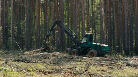 Forestry Vehicle is slowly processing the cut down tree trunks in the field Stock Footage 265907514
