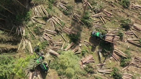 Forestry at Vreta education center Stock Footage 196869846
