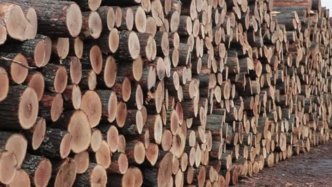 Forestry Wood Tree Logs in Pile Tracking Shot 動画素材 172264441