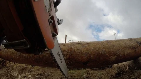 Forestry woodsawing Video stock 84195587