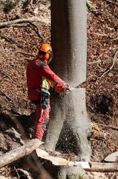 Forestry worker cutting down large beech tree Stock Photos