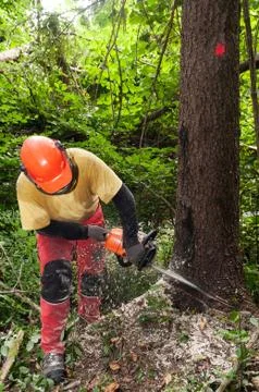 Forestry worker cutting down spruce tree marked for felling Stock Photos