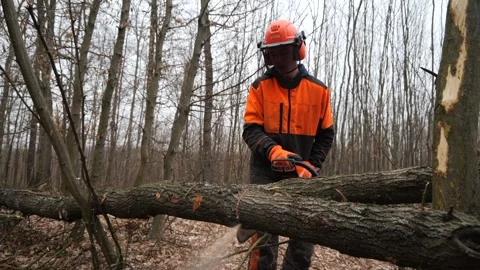Forestry Worker Cutting Fallen Tree with Chainsaw in Winter Forest Video stock 306682903
