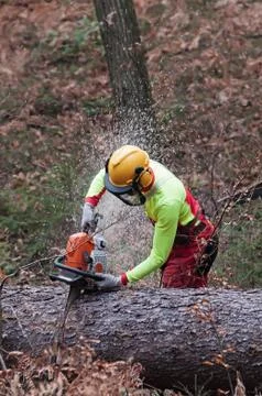 Forestry worker cutting spruce tree trunk with chainsaw Foto stock