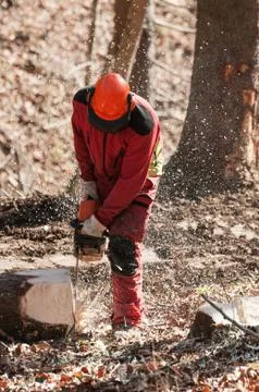 Forestry worker cutting spruce tree with chainsaw Stock Photos