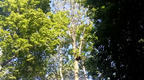 Forestry worker high in a tree removing branches with a chain saw. Stock Footage 52492457