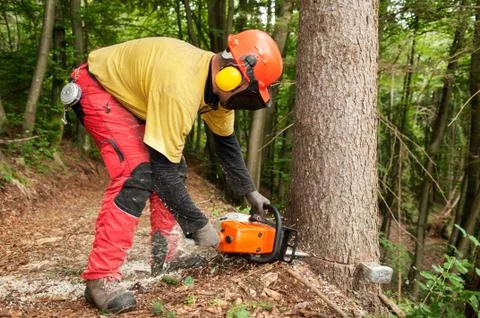 Forestry worker making a cut to spruce tree using chainsaw Stock Photos