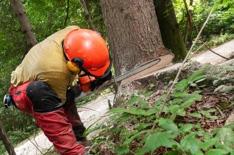 Forestry worker making a wedge cut with chainsaw to cut down a spruce tree Stock-Fotos
