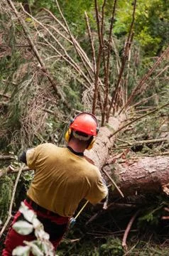 Forestry worker with protective gear prepairing to measure a felled spruce tree Stock Photos