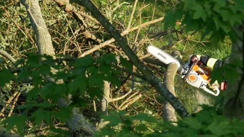 Forestry worker saws wood with a chainsaw - with original audio Stock Footage 154503382