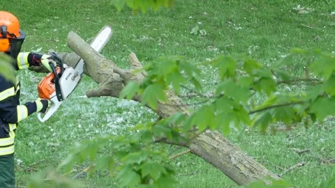 Forestry worker saws wood with a chainsaw - with original audio Stock Footage 154503515