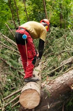 Forestry worker trimming cut down spruce tree with chainsaw 스톡 사진
