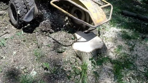 Forestry worker uses a tree stump grinder to remove a tree stump Stock Footage 52511573