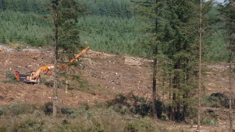 Forestry worker using winch to pull out whole felled conifer trees Stock Footage 108065190