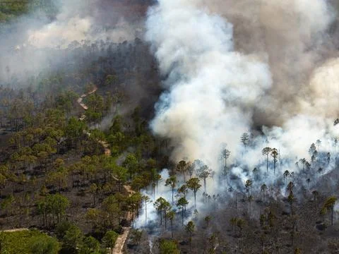 Forestry workers conduct prescribed burn in Florida, with controlled flames.. Stock Photos