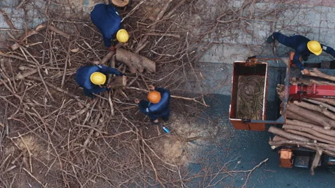 Forestry workers cutting trees and loading wood onto truck Stock Footage 338001998