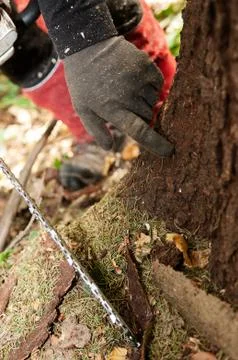 Forestry worker's hand pointing at bark beetle damaged tree Stock Photos