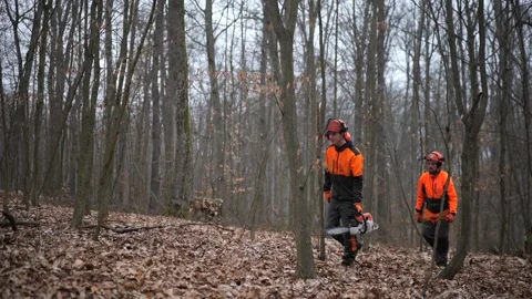 Forestry Workers in Safety Gear with Chainsaws in Winter Forest Stock Footage 306682908