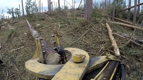Forestry works after windstorm Stock Footage 84195687