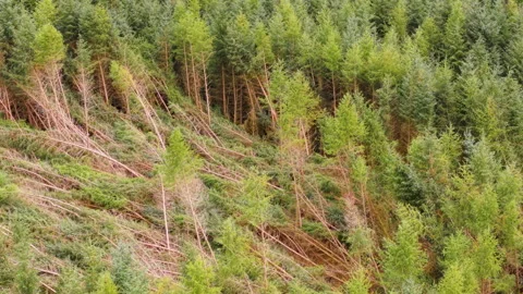 ForestryKnockedByHurricane Stock Footage 315465230