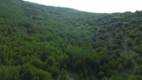Forests from Above Cinematic 4K Drone Flight Over Turkey&amp;#039;s Green Wilderness Stock Footage 336957169