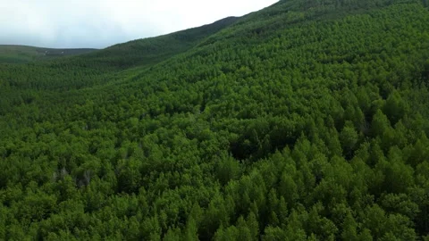 Forests from Above Cinematic 4K Drone Flight Over Turkey&amp;#039;s Green Wilderness Stock-Footage 336957230