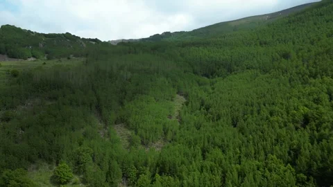 Forests from Above Cinematic 4K Drone Flight Over Turkey&amp;#039;s Green Wilderness Stock-Footage 336957235