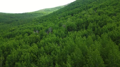 Forests from Above Cinematic 4K Drone Flight Over Turkey&amp;#039;s Green Wilderness Stock-Footage 336957725