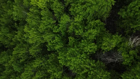 Forests from Above Cinematic 4K Drone Flight Over Turkey&amp;#039;s Green Wilderness Stock-Footage 336957856