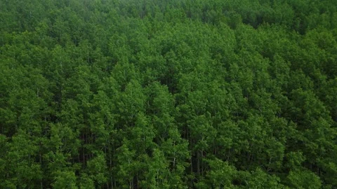 Forests from Above Cinematic 4K Drone Flight Over Turkey&amp;#039;s Green Wilderness Stock-Footage 336958031