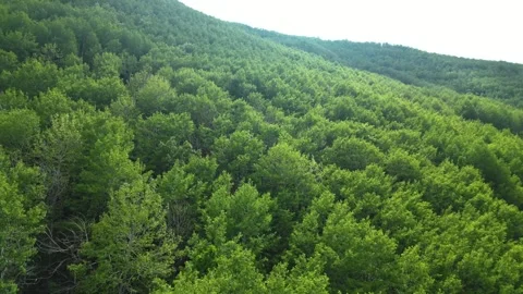 Forests from Above Cinematic 4K Drone Flight Over Turkey&amp;#039;s Green Wilderness Stock-Footage 336958434