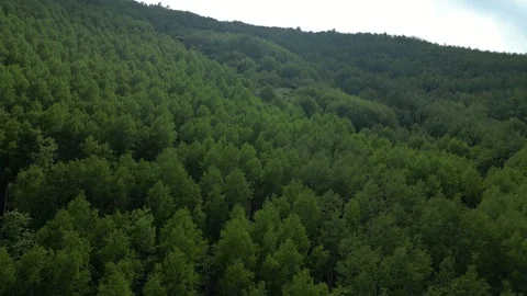 Forests from Above Cinematic 4K Drone Flight Over Turkey&amp;#039;s Green Wilderness Stock-Footage 336958523