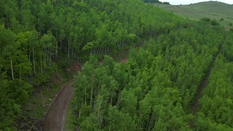 Forests from Above Cinematic 4K Drone Flight Over Turkey&amp;#039;s Green Wilderness Stock-Footage 336958593