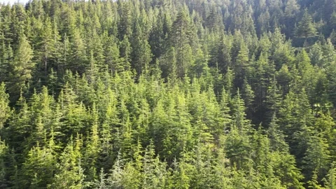 Forests of Afghanistan Stock Footage 274533993