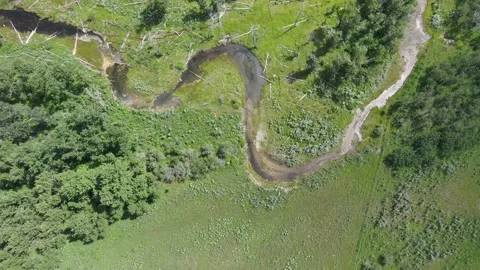 Forests of the Alberta Rockies Stock Footage 201351443