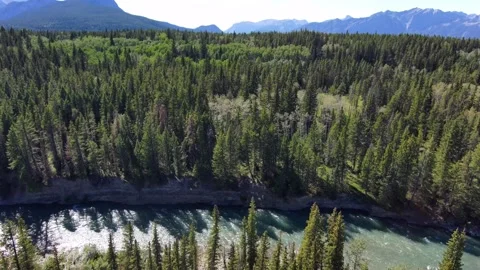 Forests of the Alberta Rockies Stock Footage 201351684