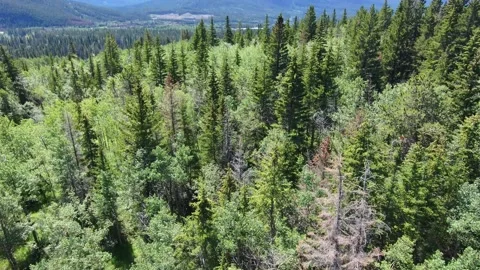 Forests of the Alberta Rockies Stock Footage 201352073