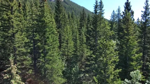Forests of the Alberta Rockies Stock Footage 201352106