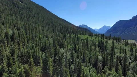 Forests of the Alberta Rockies Stock Footage 201352471