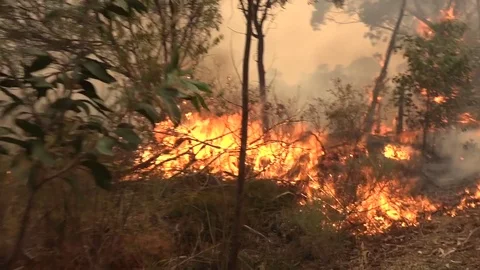 Forests and brush burn during a massive wildfires in Australia. 库存影片 75698305