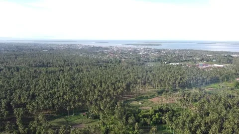 FORESTS AND CITIES Stock Footage 238590985