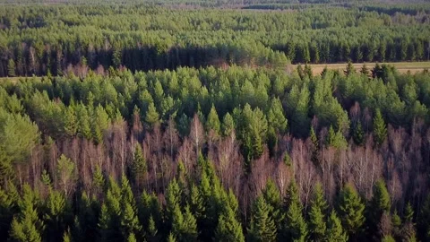 Forests and Fields Video stock 321655906