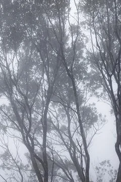 The forests and mountain paths of the Saisiyat tribe in Xiangtianhu, Miaoli.. 스톡 사진
