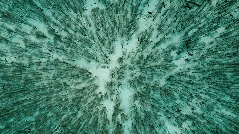 Forests and mountains Stock Footage 300777155