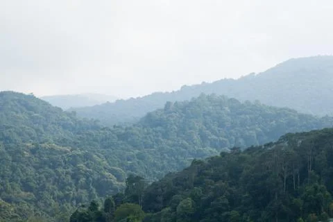 Forests and mountains Stock Photos