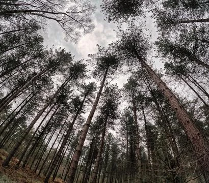 Forests and trees in the UK. Foto stock